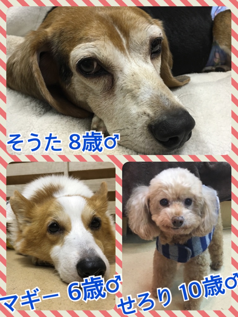 🐾犬の遺言🐶